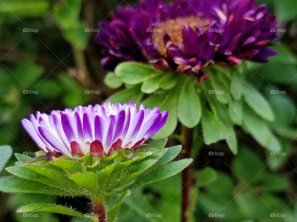 Flowers in full bloom