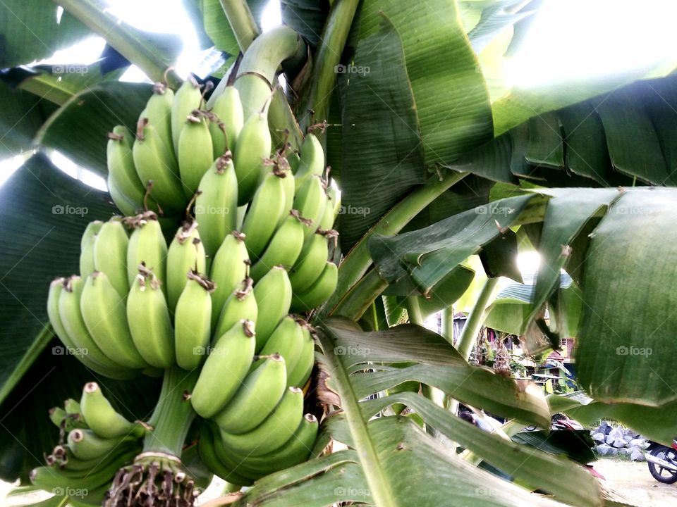 bananas, this fruit is very much found in Indonesia, this fruit is very beneficial for the body, to facilitate high blood circulation