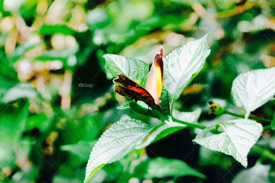 Butterfly on a leaf
