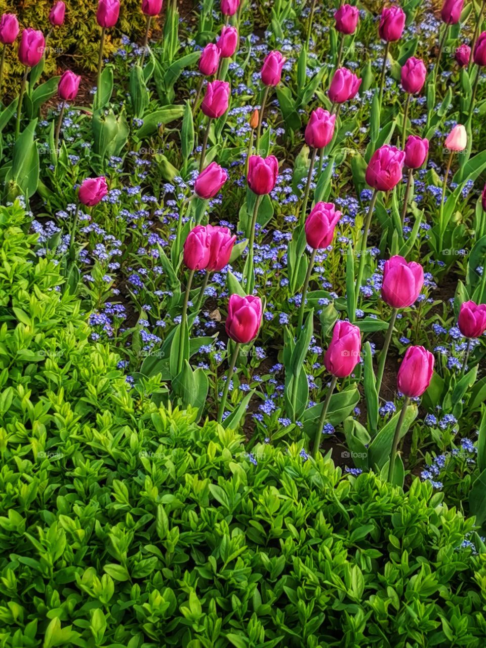 Spring flowers wild nature greens outdoor plant flower beauty