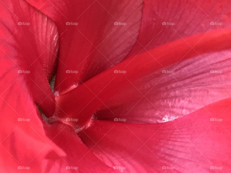Hibiscus close up 