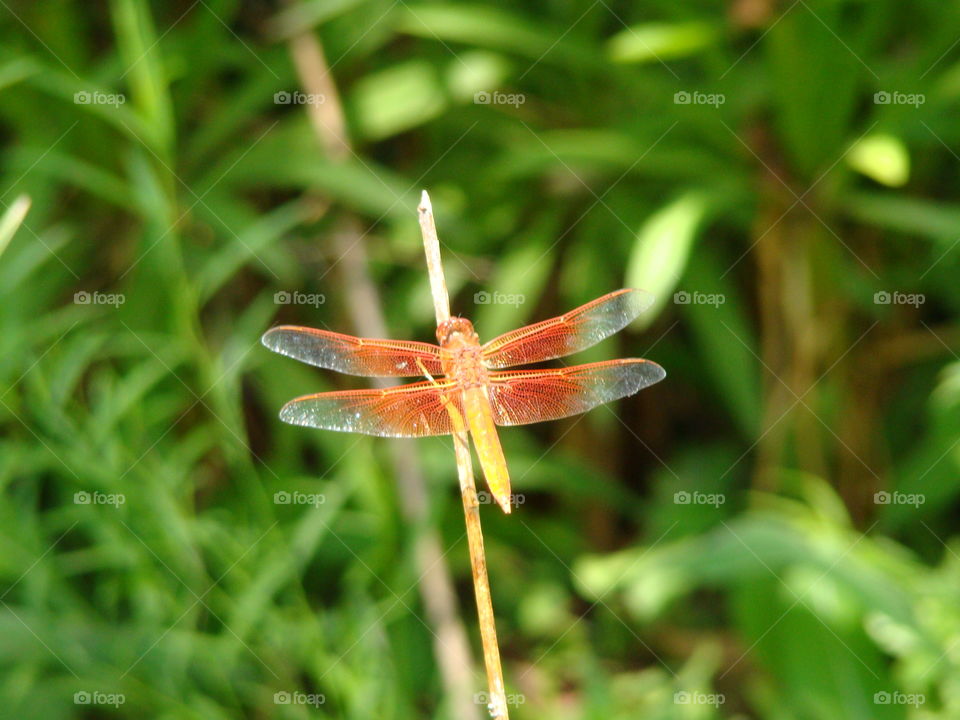 Dragonfly