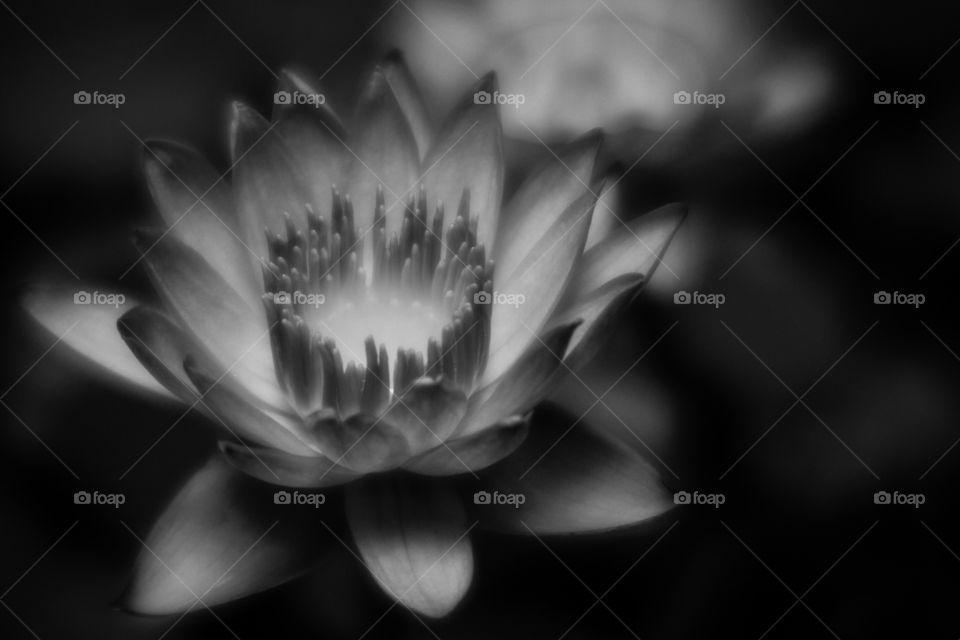 Beautiful Black and White Water Lily Bloomed with a Pop of Light