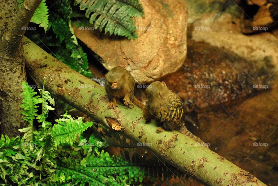 Primates at Furuvik Zoo