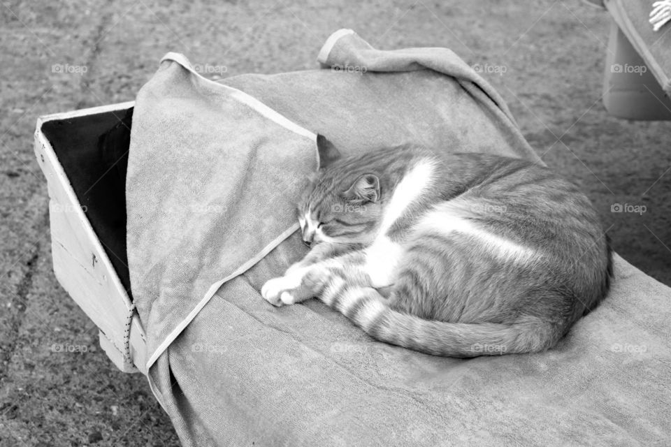 Sleeping Cat II