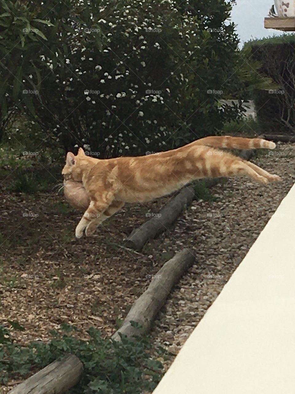 Mother cat changing place with one kitten in mouth