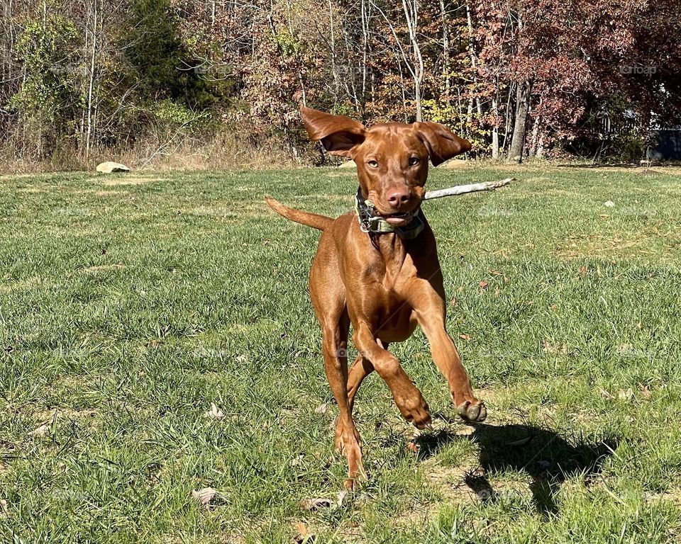 Vizsla on the run carrying a stick