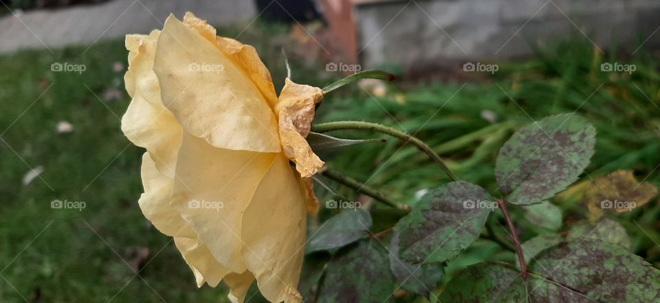 yellow rose in bloom in November