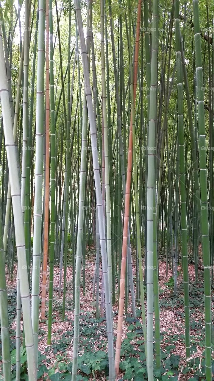 Bamboo section of a botanic garden
