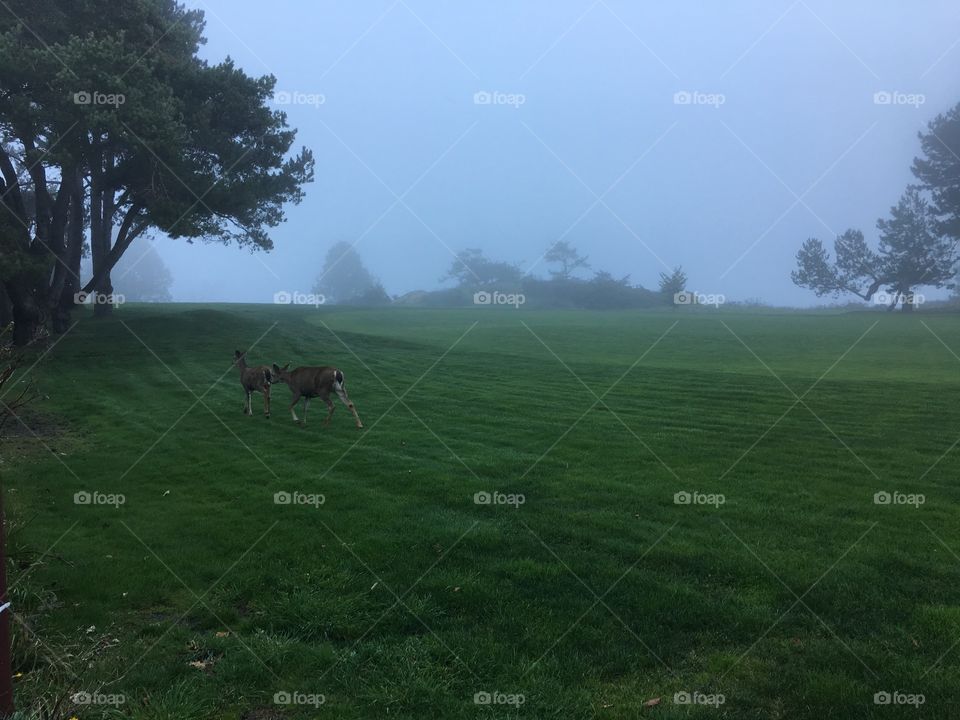 Deers want to play golf