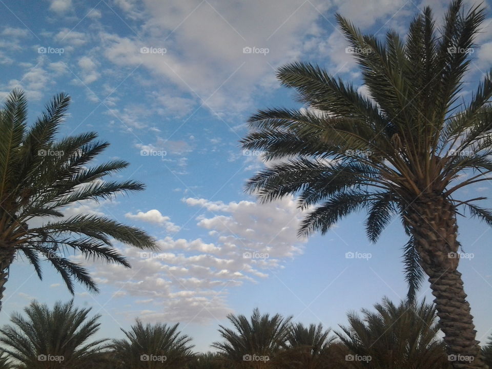 Palm trees in Ouled Djella