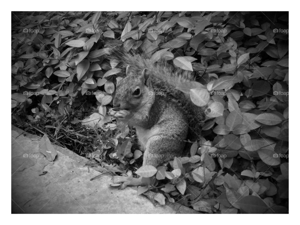 Noir Squirrel