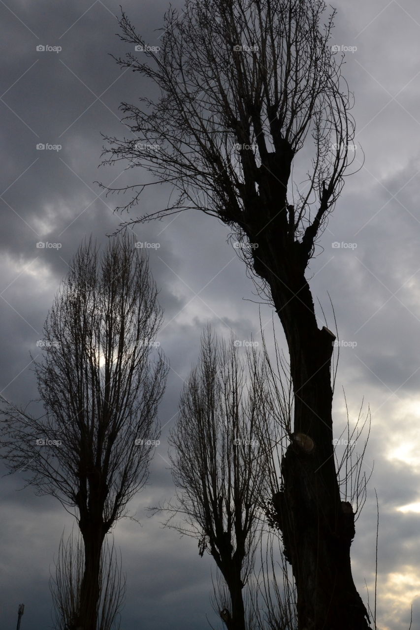 trees in winter with cloudy sky