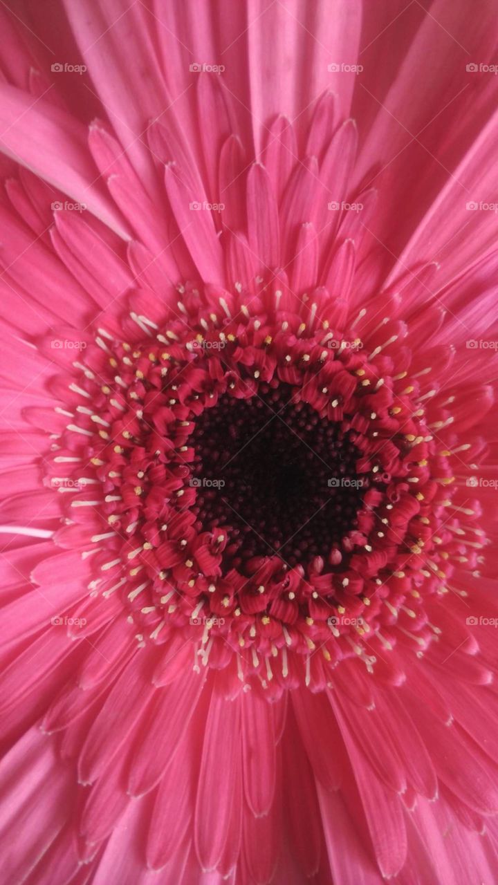 pinkish daisy 