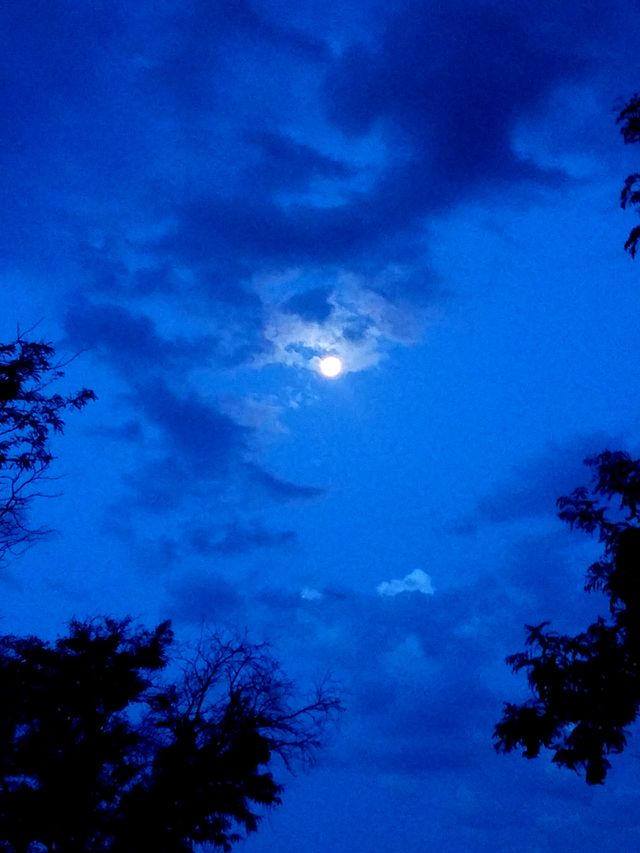 moonlit morning