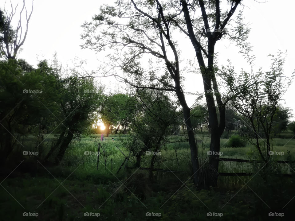 Beautiful sunset scenery with plants and green field.