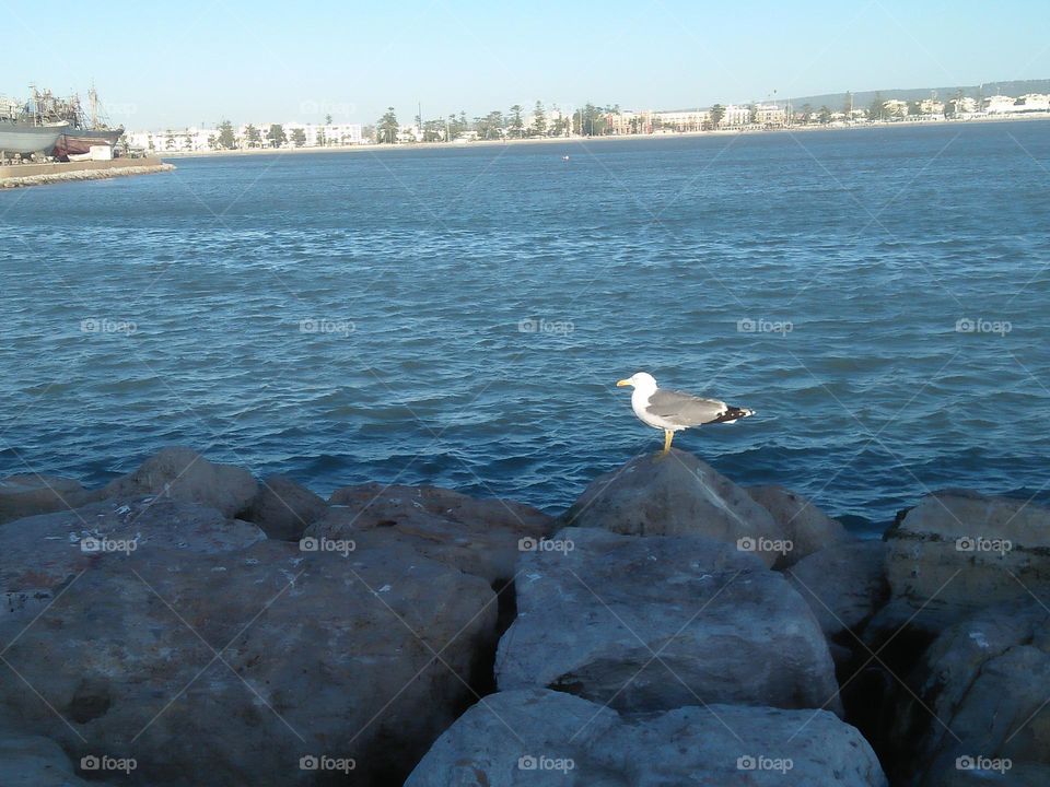 Beautiful seagull is sitting on  a big rock near the beach at essaouira city in Morocco.