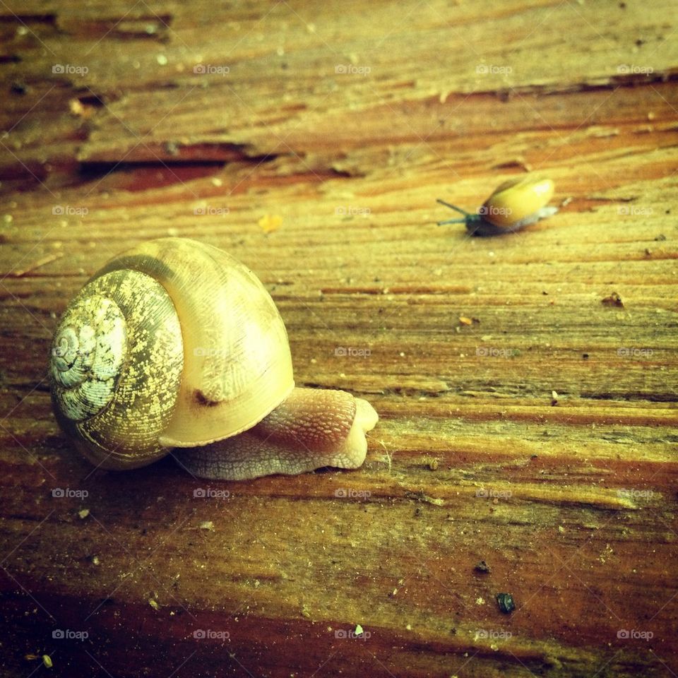 Snails