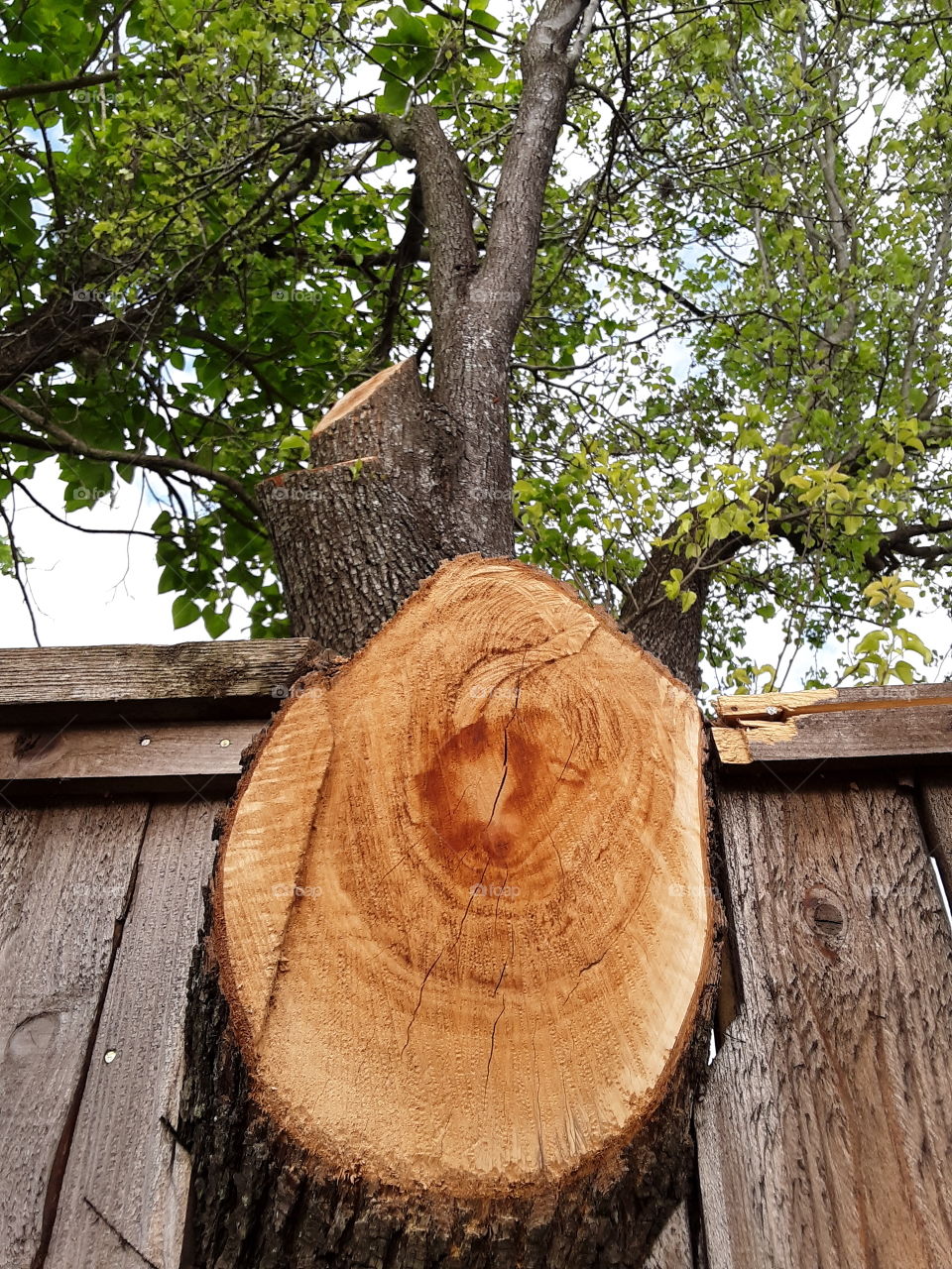 Cut Branches on a Nice Day