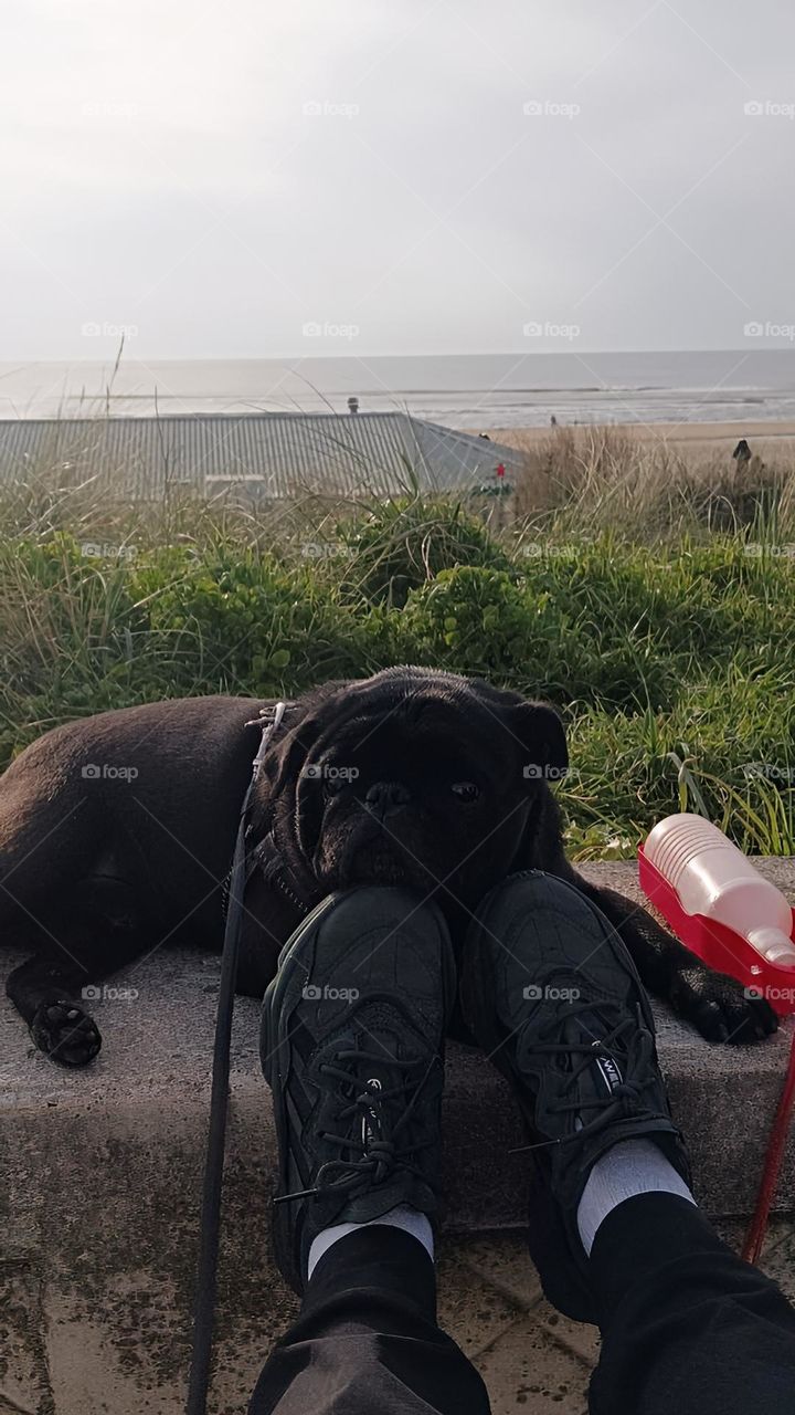 A calm evening atmosphere by the ocean with a dog