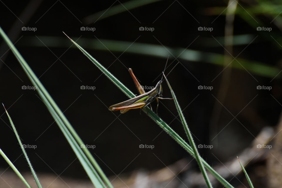Small Slated-head Grasshopper (Mermiria sp.) Navigating Across Grass, Limpopo, South Africa