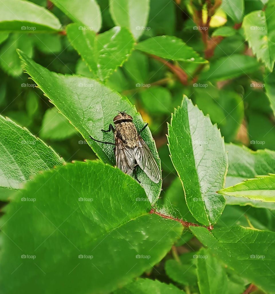 A fly on green leaves