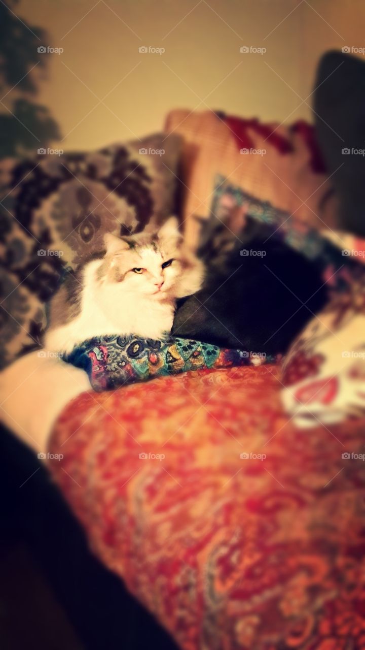 Chagall and Jaxson Galaxy taking a nap