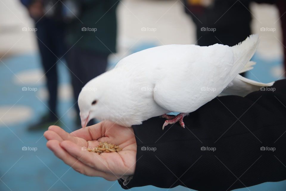 Hand feeding a dove