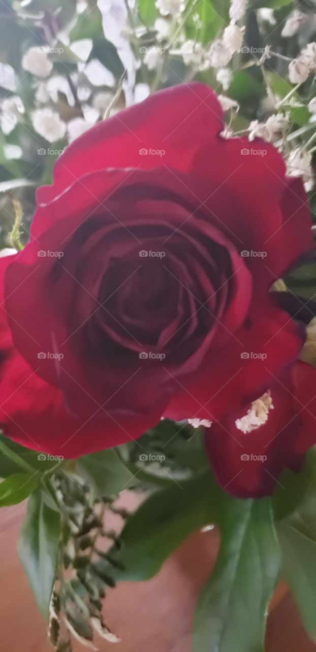 red rose up close