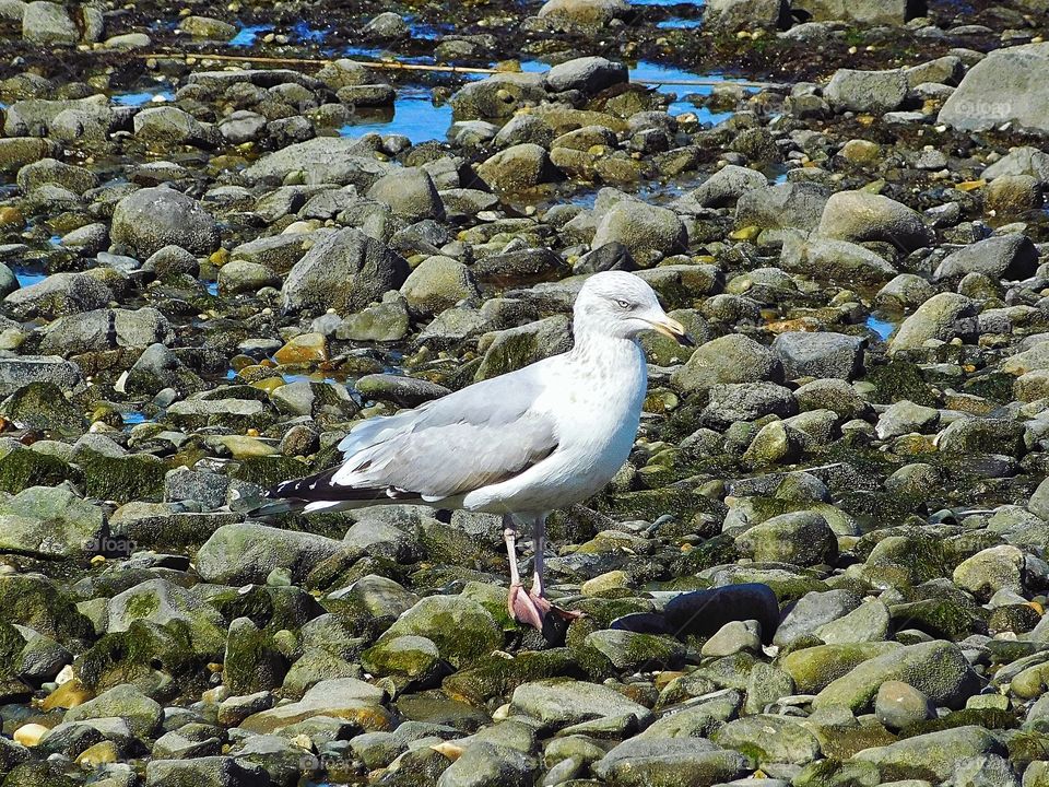 Seagull at Gulf Beach