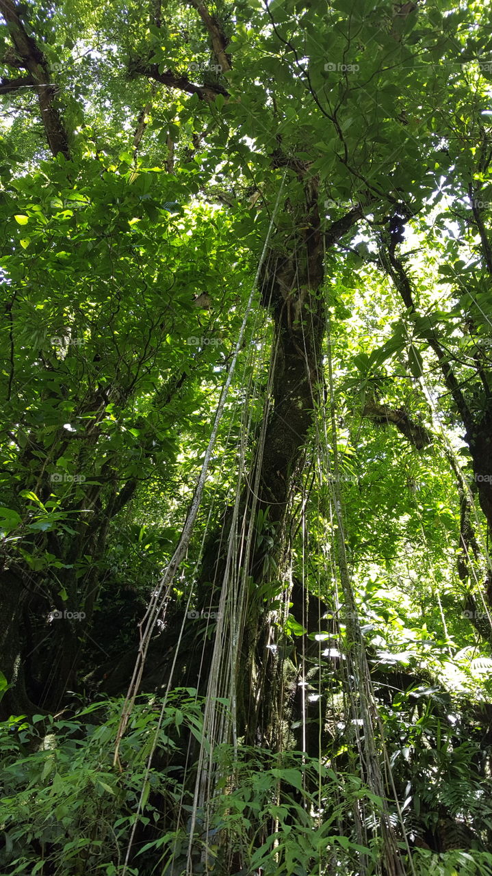 rain forest Dominica