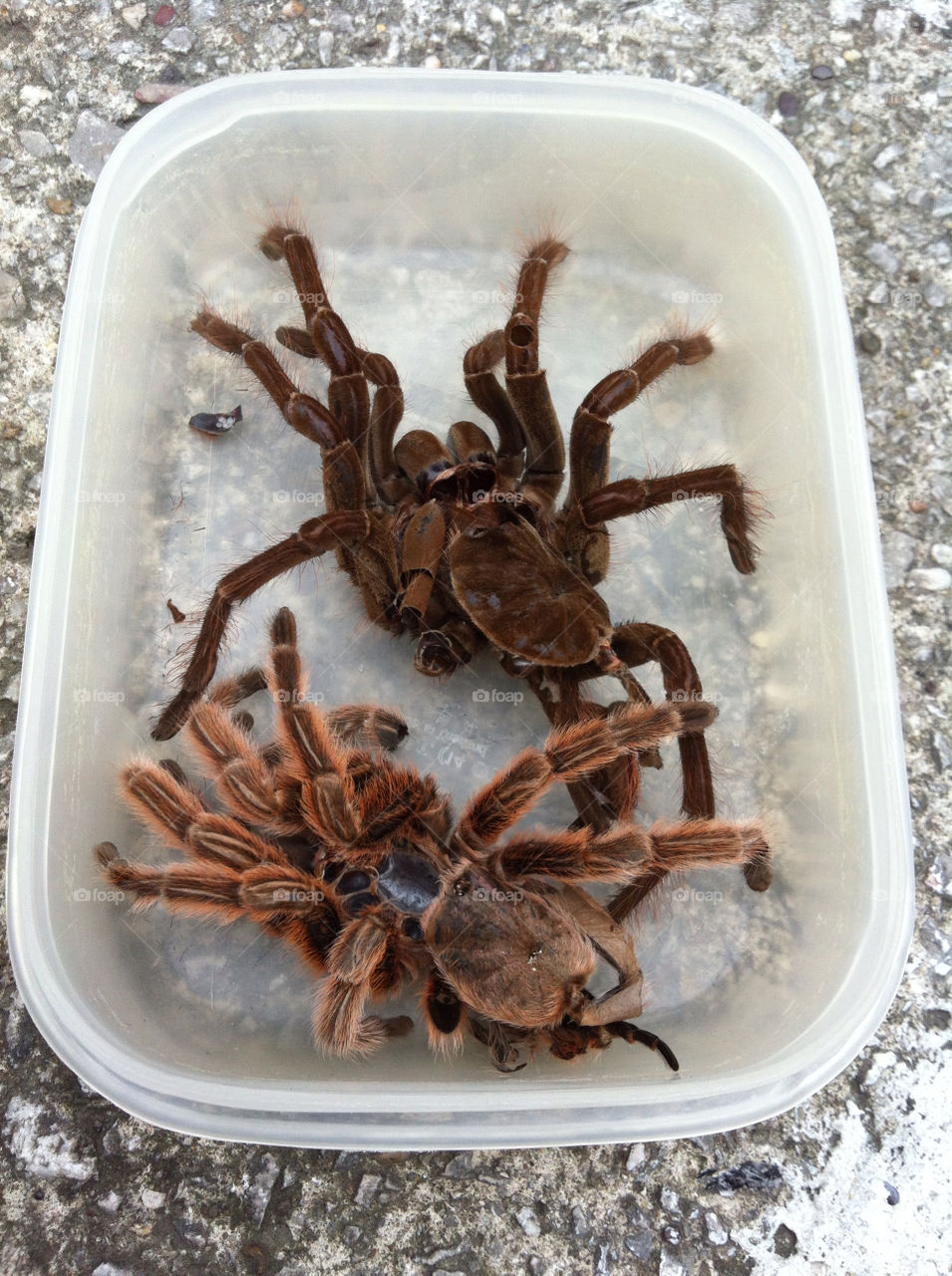 spider skins by zeewolf. My friends spiders shed their skins and this is what was left behind 