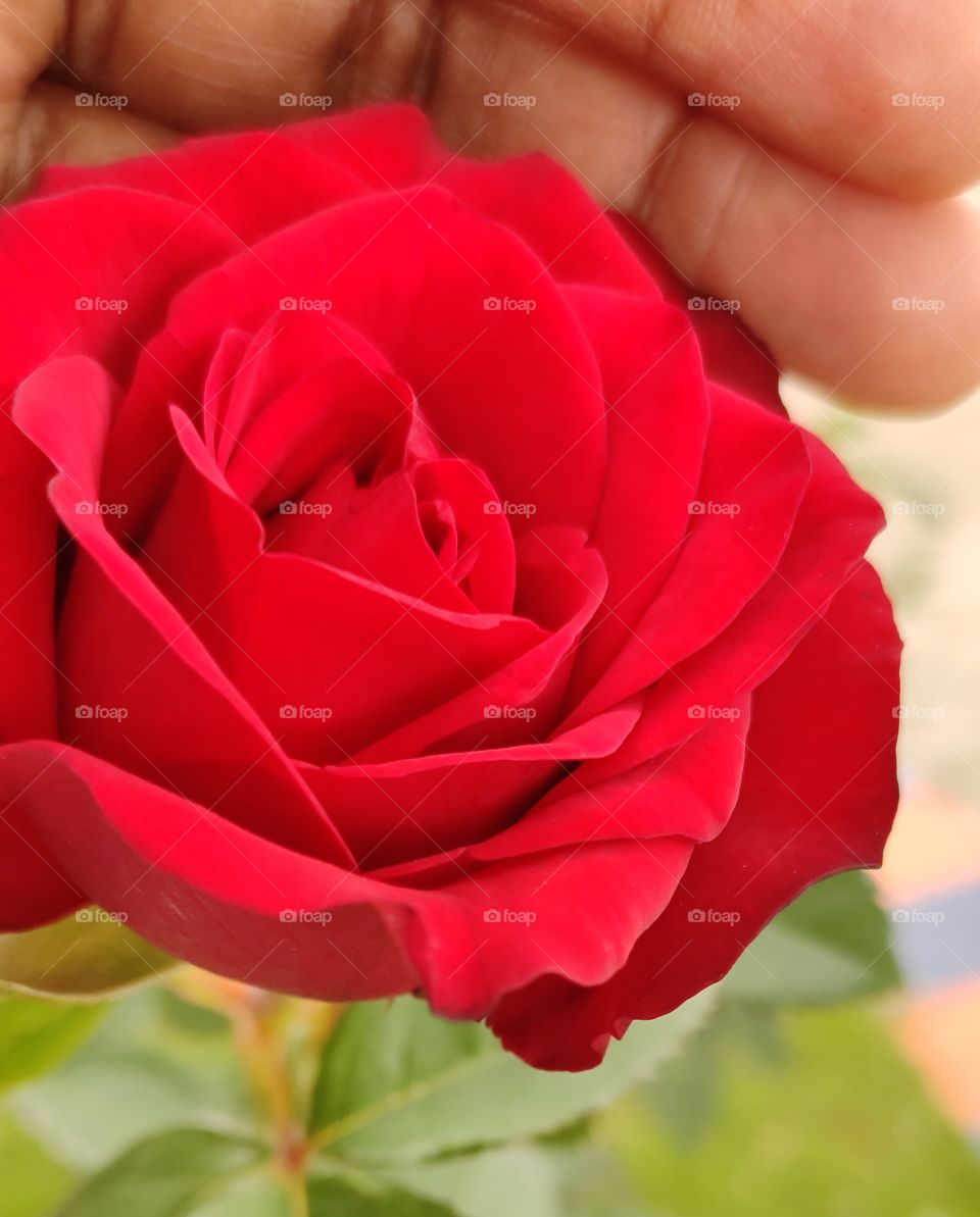 Magical premium quality Beautiful Red Rose, Symbol Romance, Passion and Love