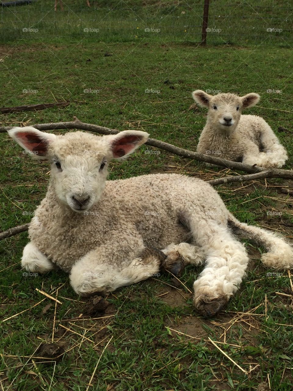 Sheep twins