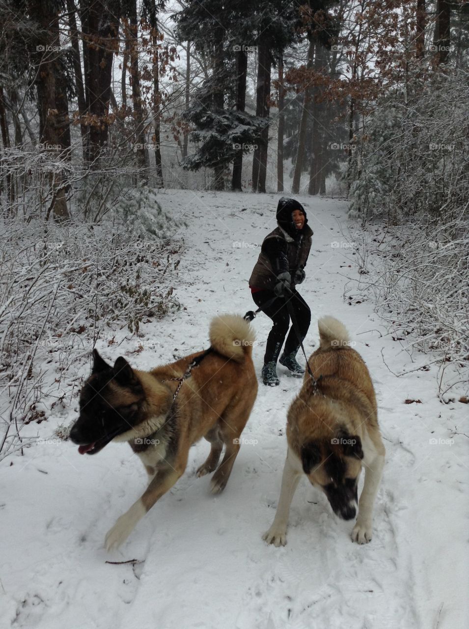 Winter, Snow, Dog, Canine, Cold