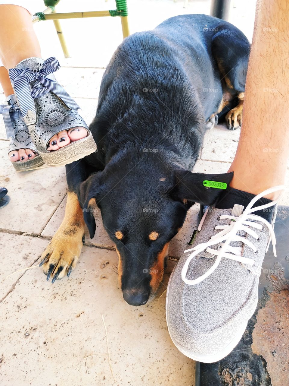 A funny, cute dog lying and sleeping under the table next to the people's feet and legs.