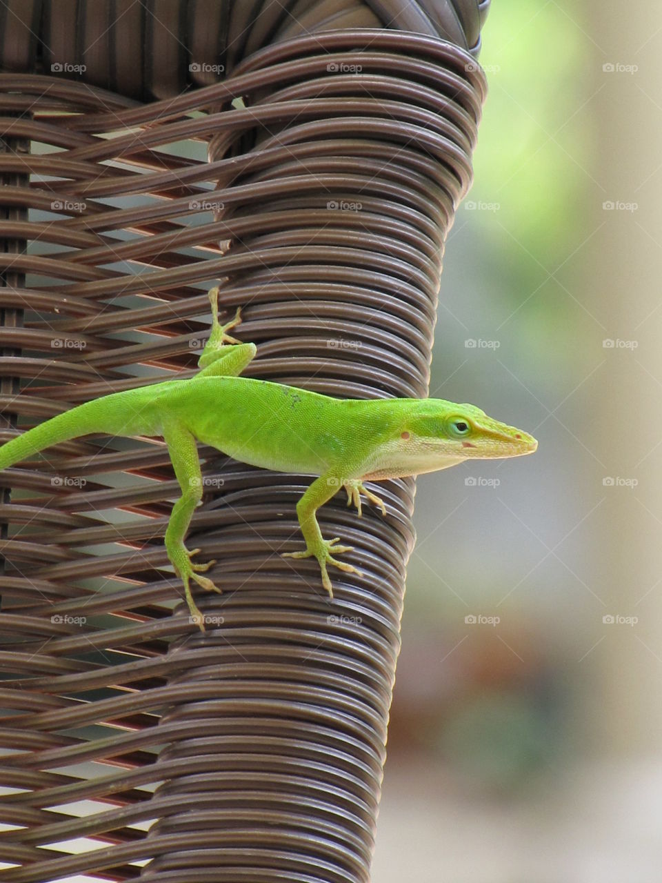 Green lizard on a lawn chair
