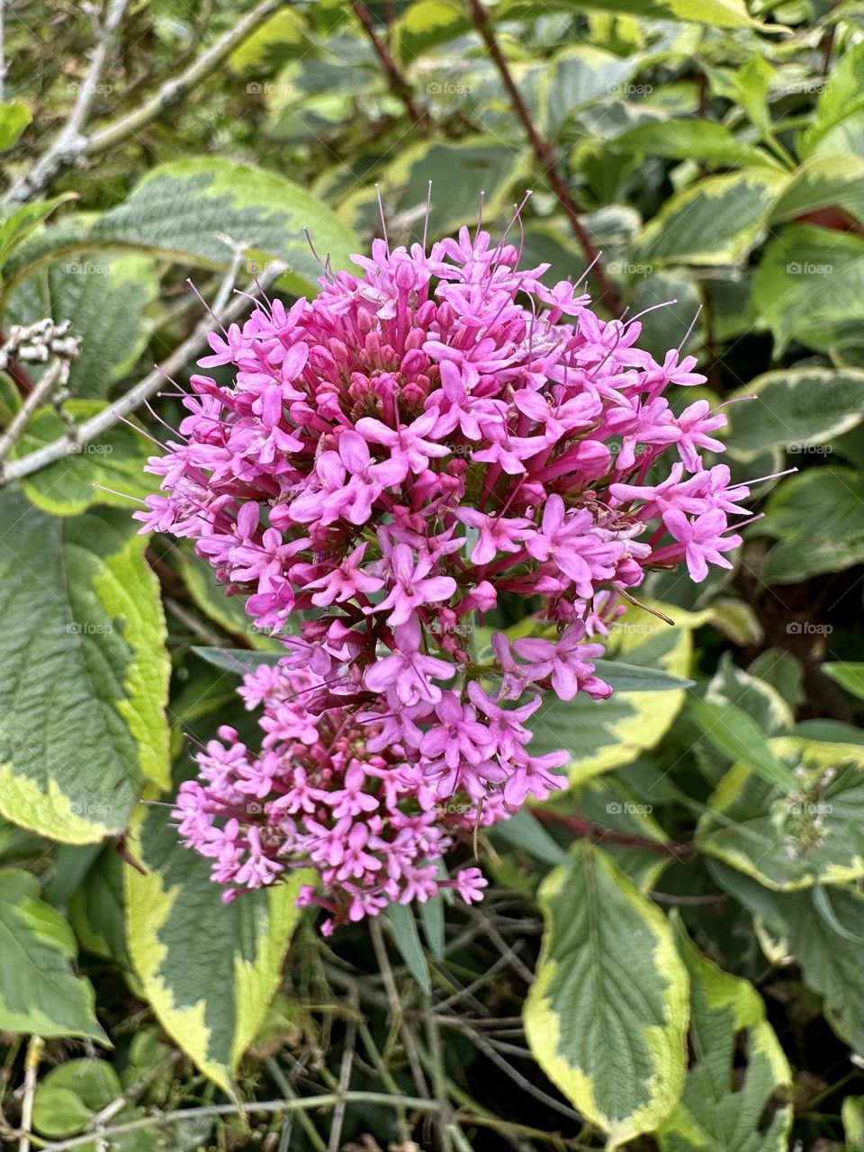 Valerian spornblume flowers growing wild flower near Napton marina in England late summer bloom early autumn nature close up hedge