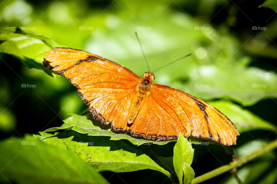 
Julia Heliconian Dryas Julia
 
A colorful Julia Heliconian Dryas Julia butterfly.
