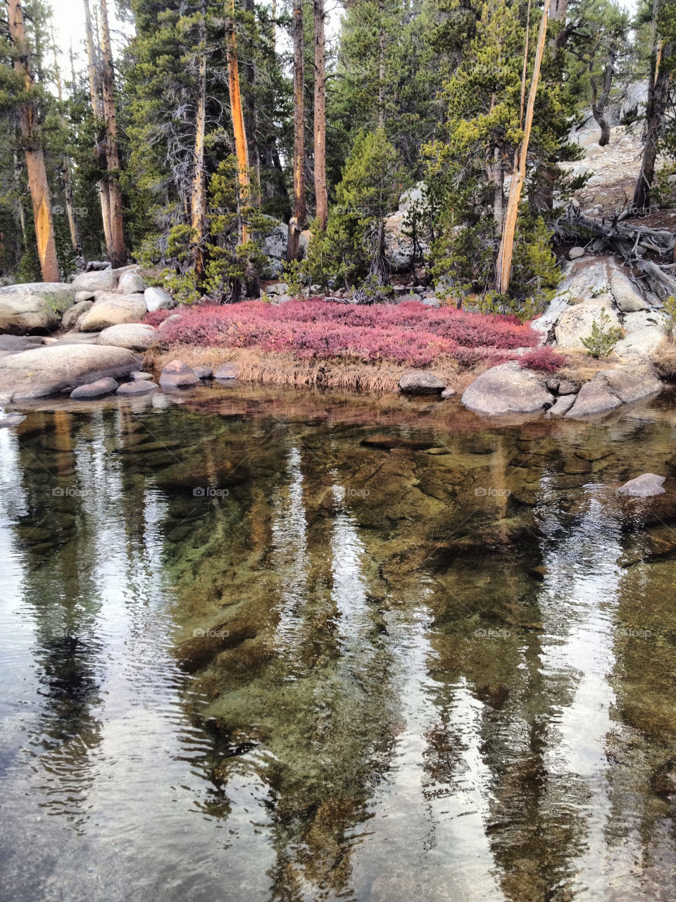 pink pines granite high sierra by pixel