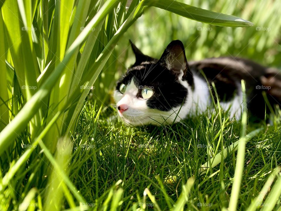 Mischievous cat sneaking through the vibrant green daffodils and grass. 