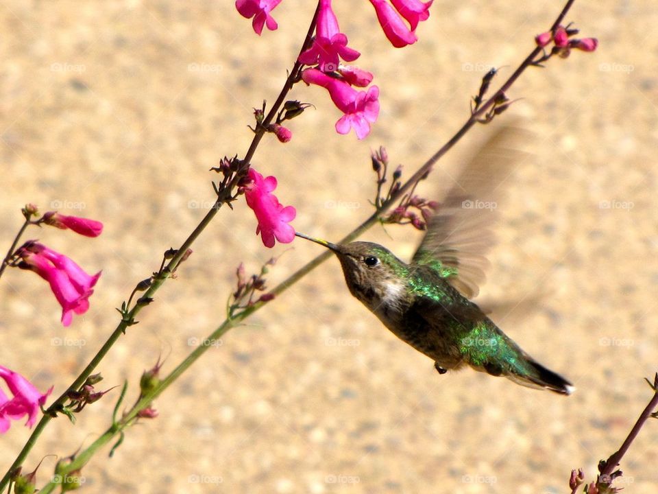 Hummingbird 