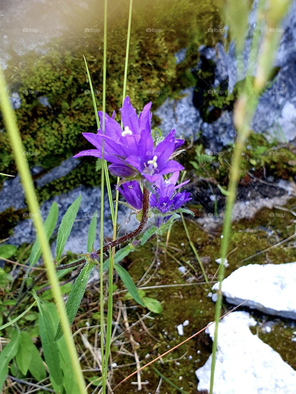 Small purple wild flowers growing near a rock