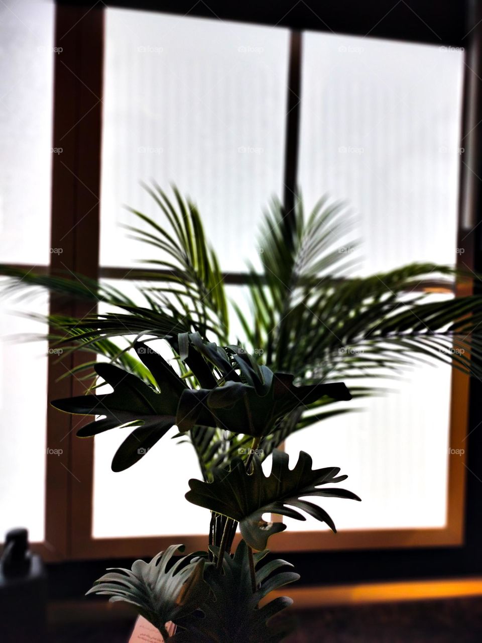 plant on the window
