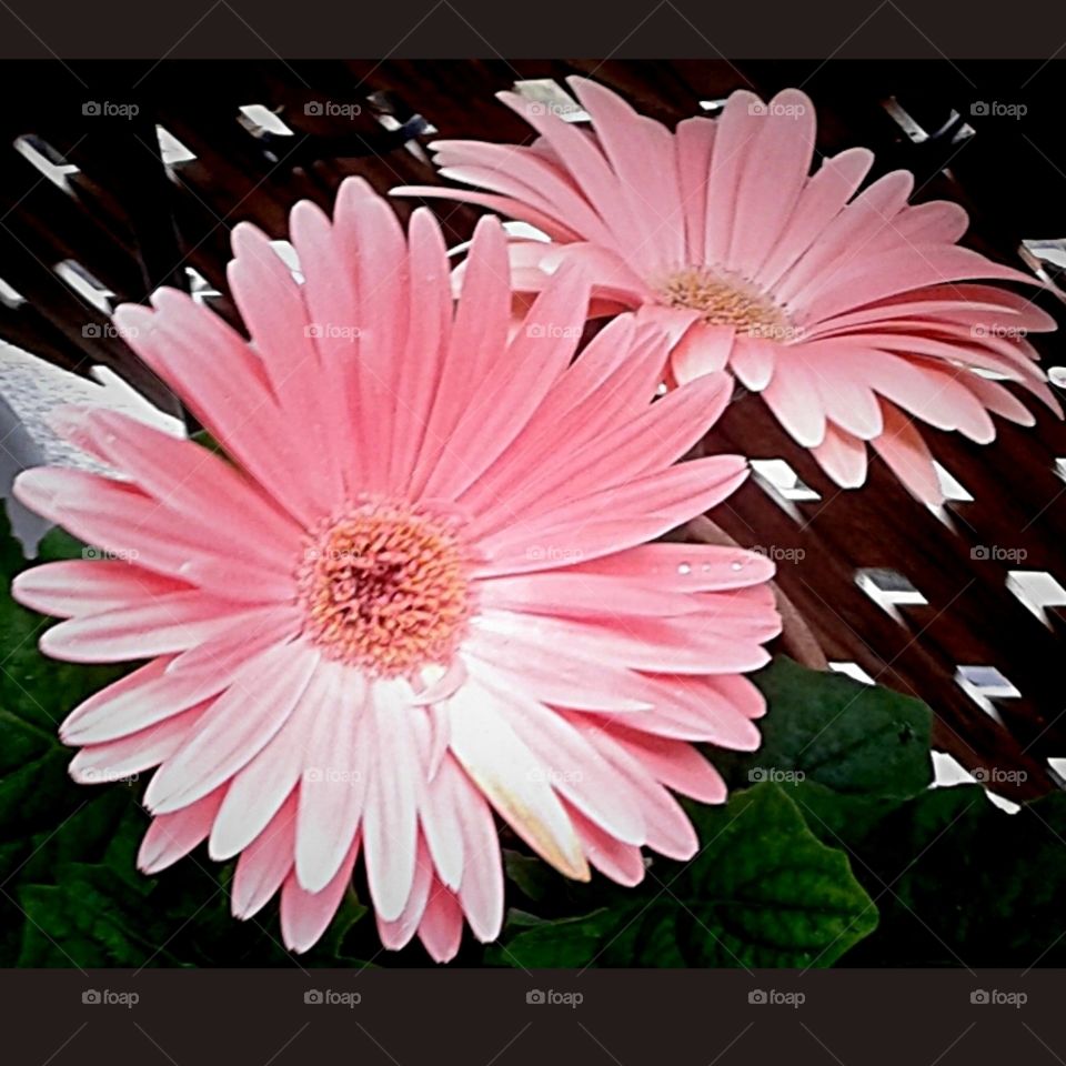 Pink Gerbera Daisies