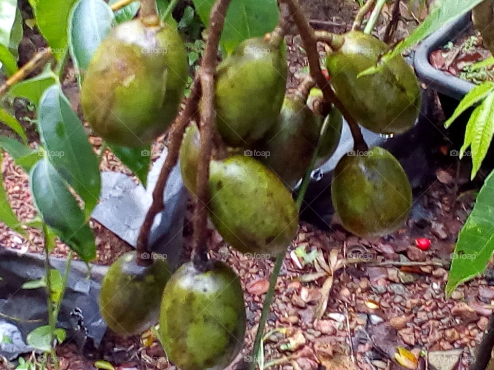 Amberalla fruit