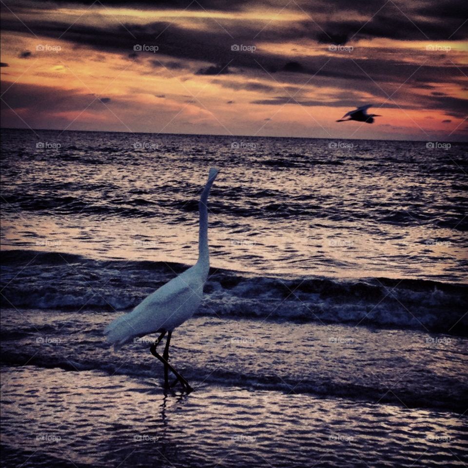 Water, Bird, Sunset, Sea, Ocean