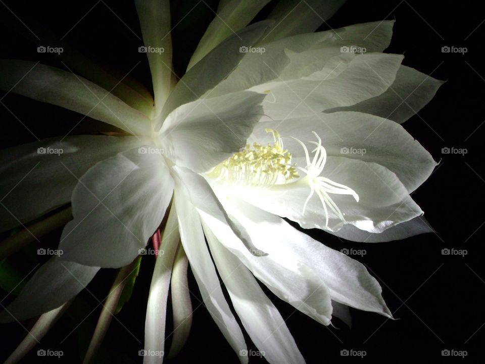 Night blooming flower