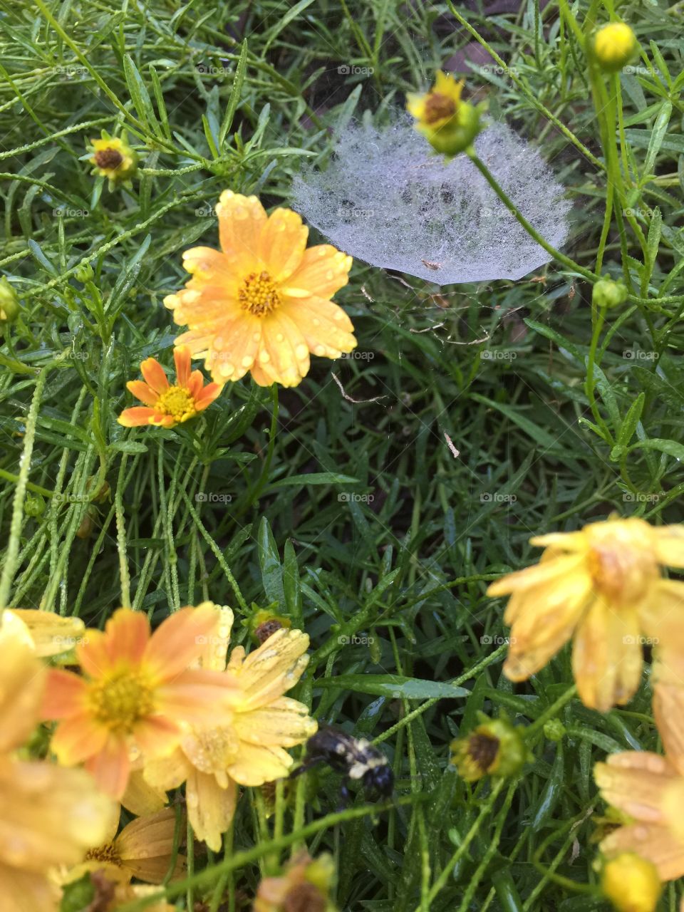 Nature, Flower, Summer, Flora, Leaf