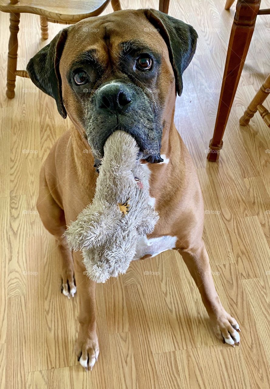 Family’s boxer sitting with a stuffed animal in his mouth